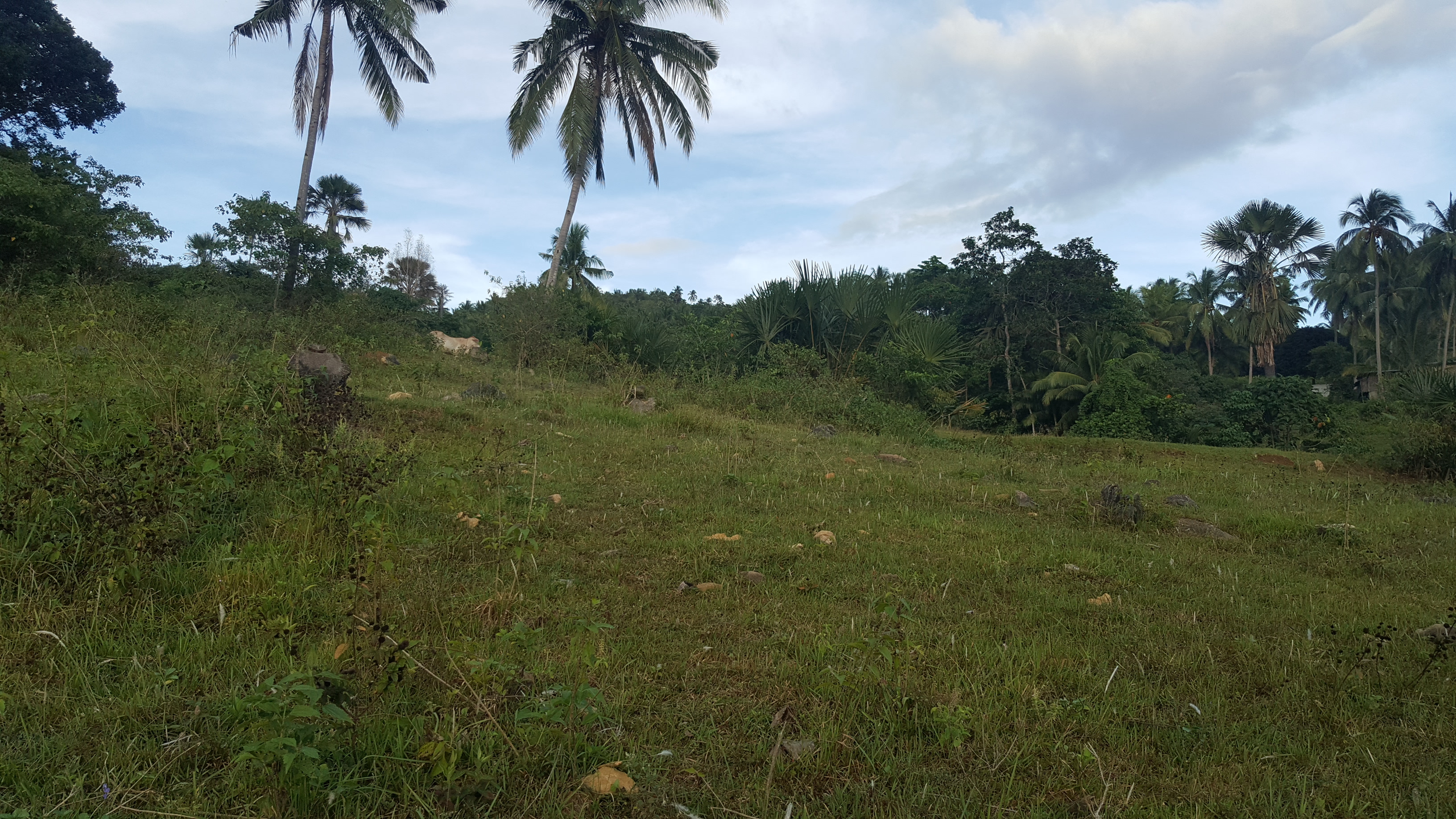 Bargain Sale!!! Agricultural Land Free Titling Service