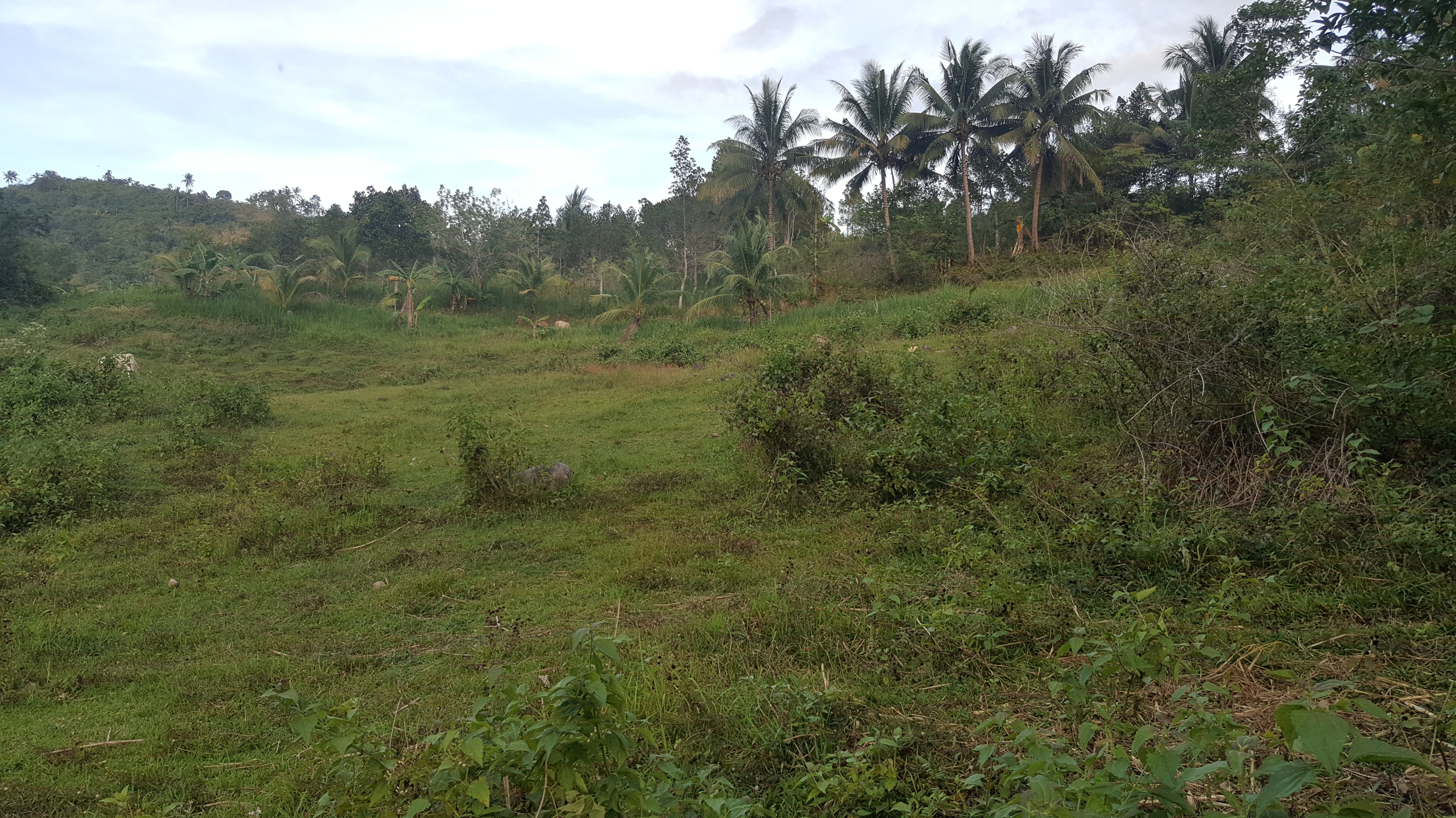 Bargain Sale!!! Agricultural Land Free Titling Service