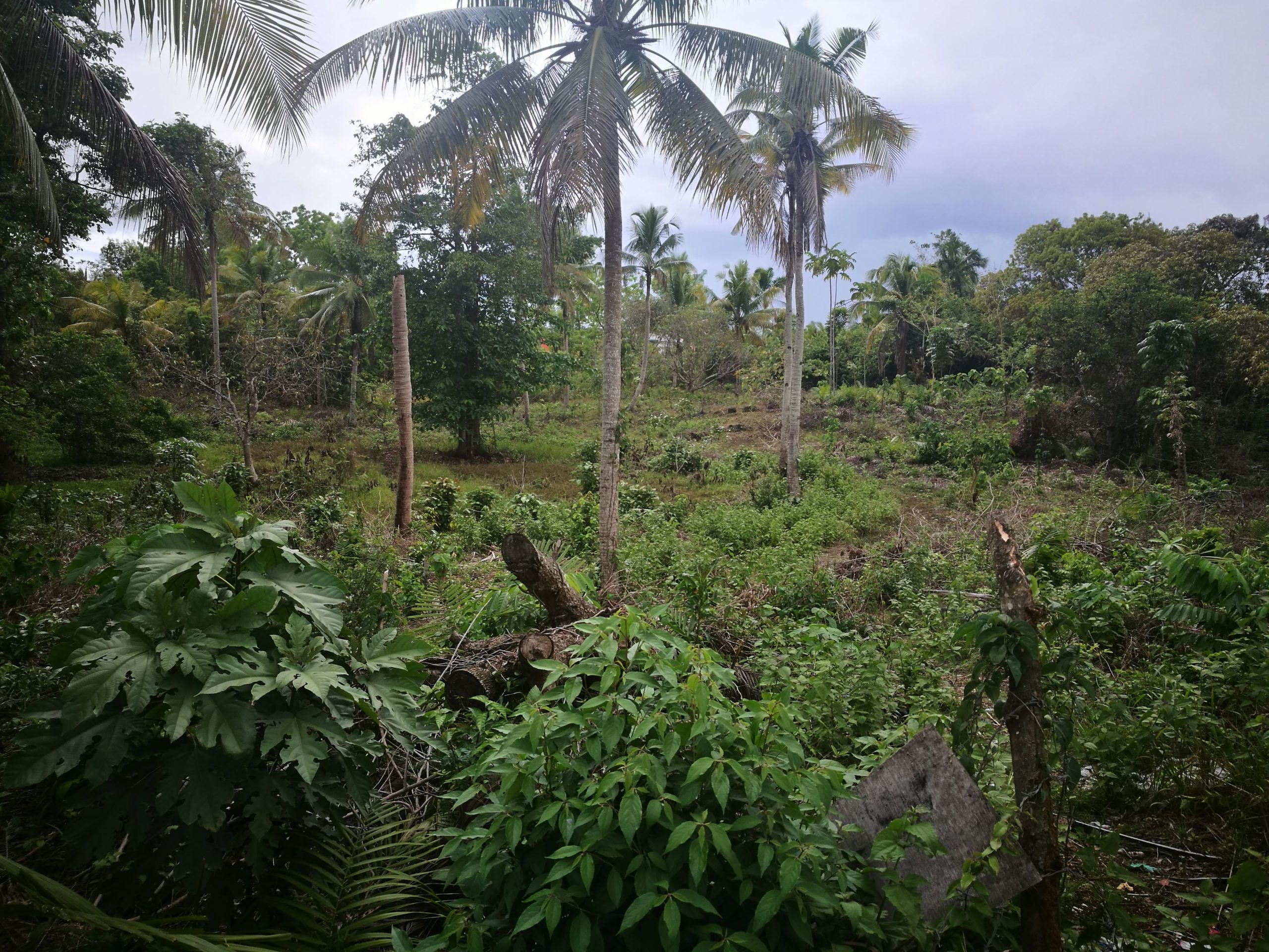 BOHOL_COMMERCIAL_LOT_NEAR ICM_FOR_SALE